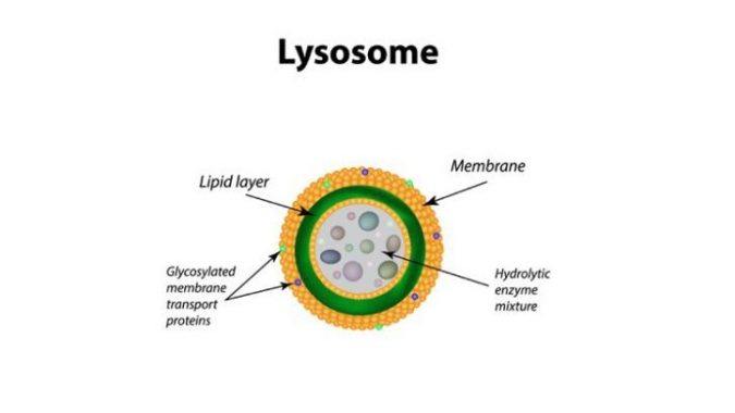 √ Lisosom : Pengertian, Fungsi, Pembentukan, Jenis dan Struktur Terlengkap