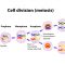 √ Meiosis : Pengertian, Ciri, Tujuan, Perbedaan dan Tahapan Terlengkap