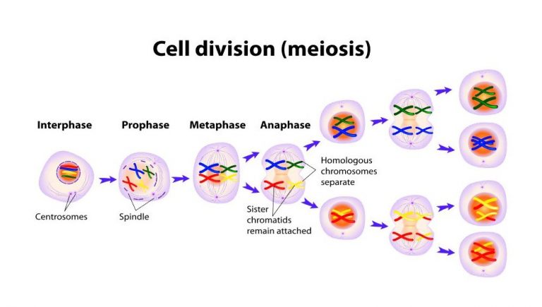 √ Meiosis : Pengertian, Ciri, Tujuan, Perbedaan dan Tahapan Terlengkap