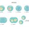 √ Mitosis : Pengertian, Ciri, Proses dan Tahapan Terlengkap