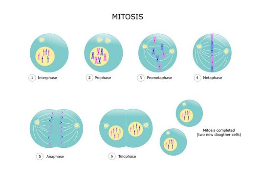 √ Mitosis : Pengertian, Ciri, Proses dan Tahapan Terlengkap