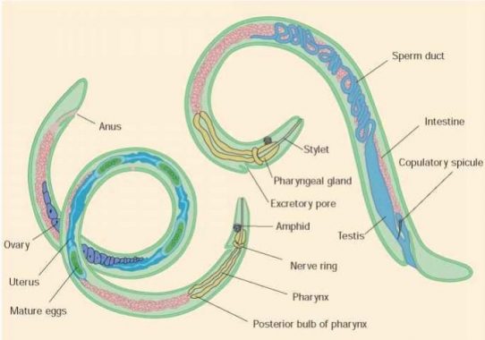 sistem saraf phylum nemathelminthes