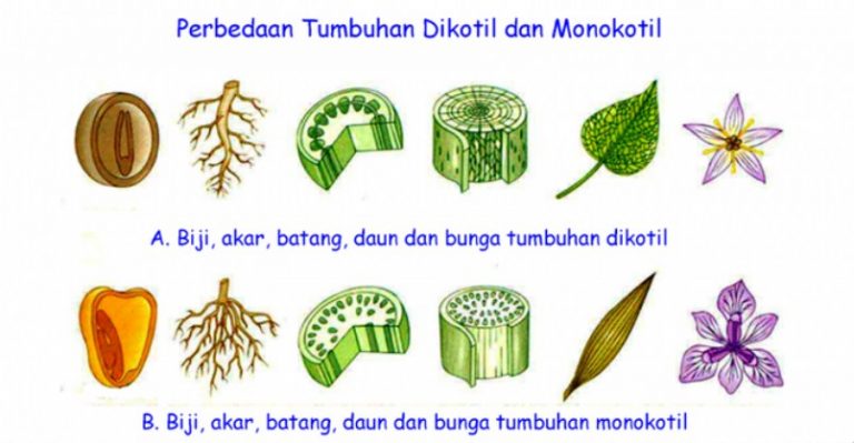 Perbedaan Tumbuhan Dikotil Dan Tumbuhan Monokotil Terlengkap