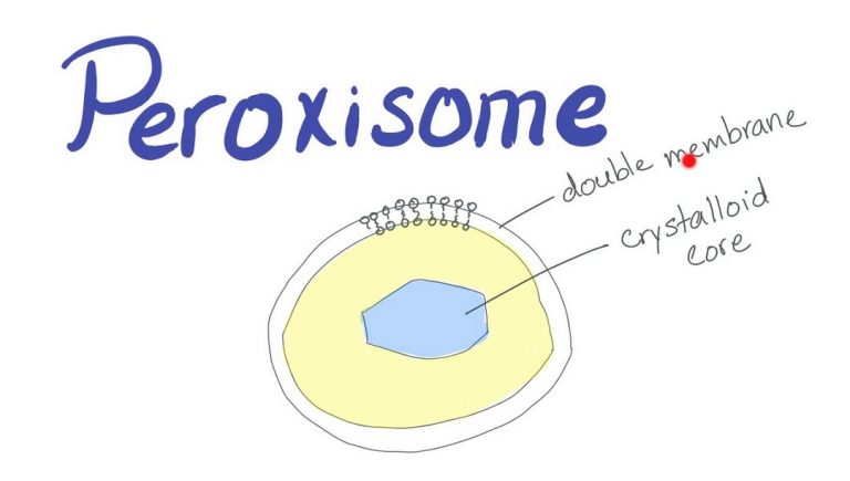 √ Peroksisom : Pengertian, Struktur, Ciri dan Fungsi Terlengkap
