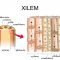 √ Xilem : Pengertian, Fungsi, Unsur dan Proses Transfortasi Air Terlengkap