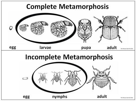 √ Metamorfosis Sempurna : Pengertian, Tahapan, Ciri dan Contoh Terlengkap