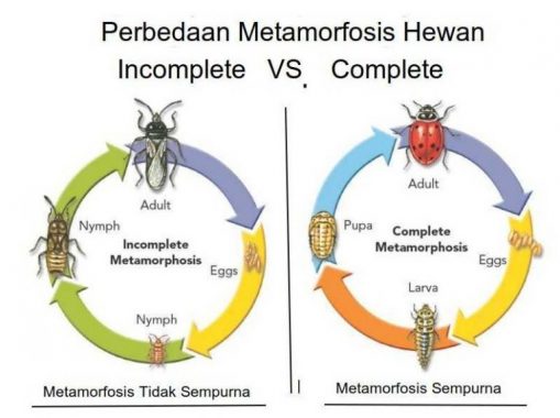 Kumbang metamorfosis sempurna atau tidak