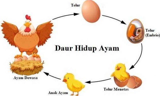√ Daur Hidup Ayam Terlengkap