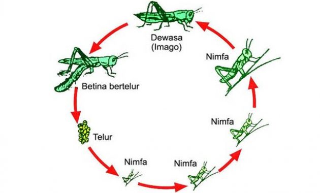 √ Daur Hidup Belalang Terlengkap