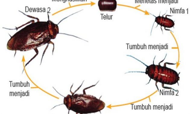 √ Daur Hidup Kecoa Terlengkap