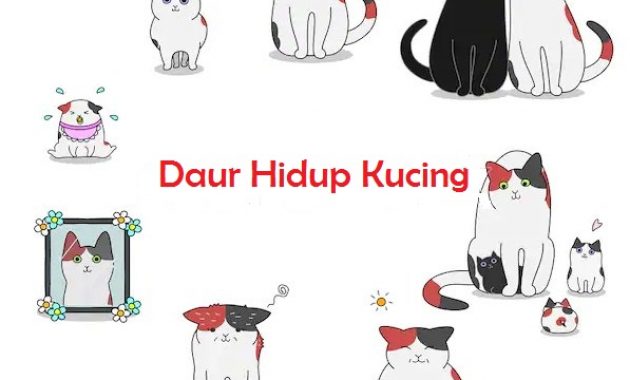 √ Daur Hidup Kucing Terlengkap