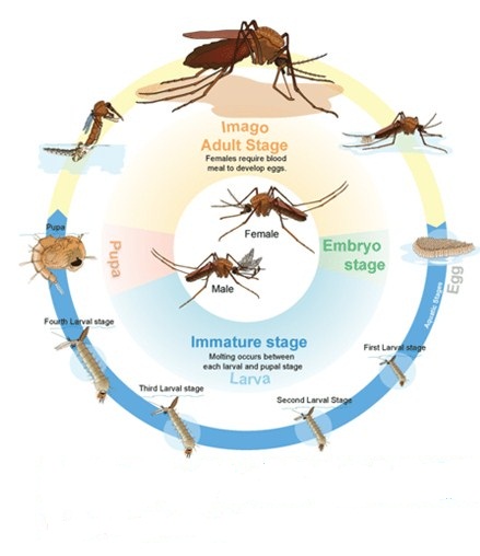 30 Ide Gambar Daur Hidup Nyamuk  Dan Keterangannya 