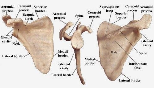 √ Tulang Pipih : Pengertian, Fungsi, Ciri, Struktur dan Kelompok Terlengkap