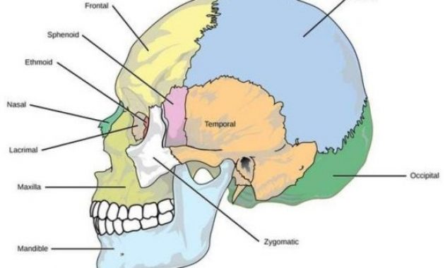 √ Tulang Tengkorak : Pengertian, Fungsi, Struktur dan Bagian Terlengkap