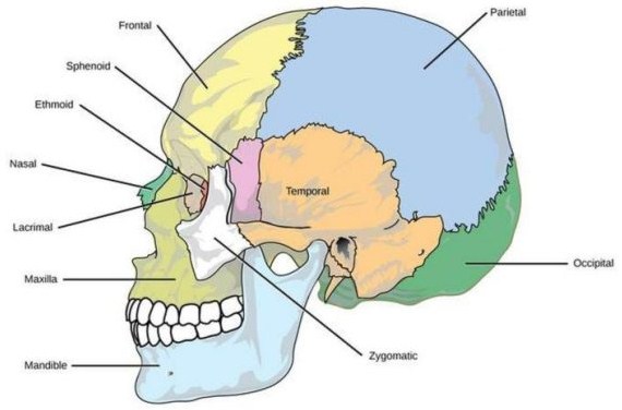 Berfungsi yang pembentuk tengkorak tulang wajah adalah sebagai Bagian
