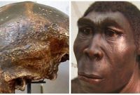 √ Homo Soloensis : Pengertian, Ciri dan Kebudayaan Terlengkapq
