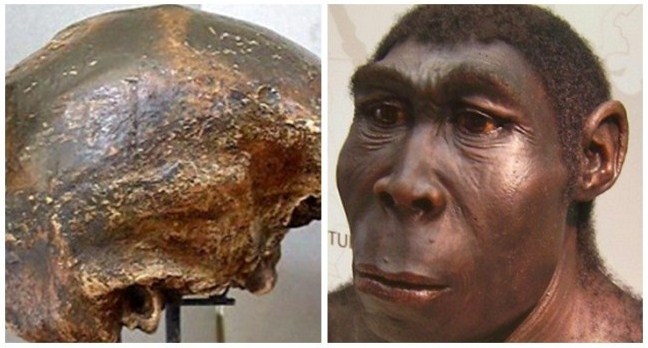√ Homo Soloensis : Pengertian, Ciri dan Kebudayaan Terlengkapq