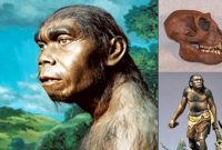 √ Meganthropus Paleojavanicus : Pengertian, Sejarah, Ciri dan Jenis Terlengkap