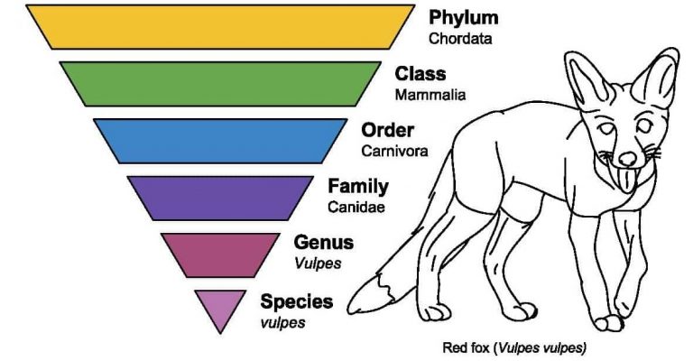 √ Taksonomi : Pengertian, Tingkatan dan Contoh Terlengkap