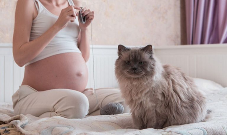 √ Toksoplasmosis : Pengertian, Ciri, Penyebab dan Pencegahan Terlengkap